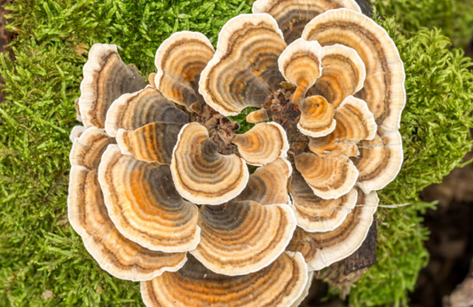 The Magic Of Mushrooms