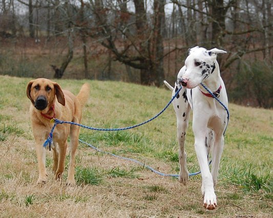Need Help with Leash Walks ...... and much much more ?