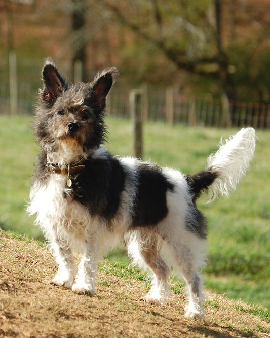 HRH Lady - Rest in Peace
