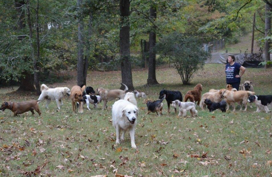 The Big Problem With Little Dogs