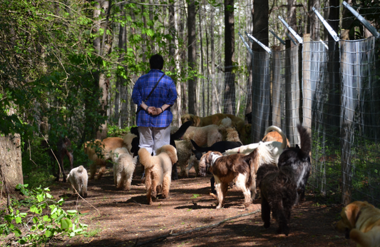 The One About Aggression In Smaller Dogs