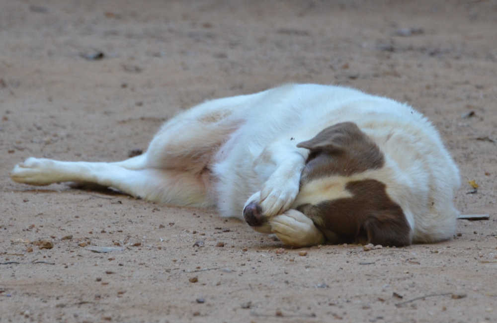 Essential oils for sales flies on dogs