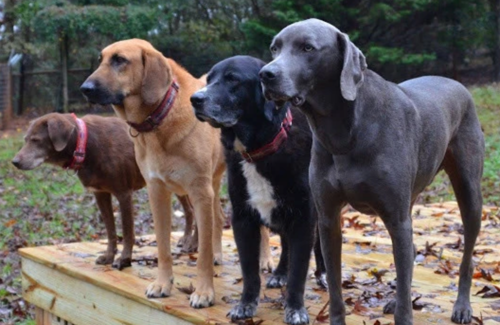 What is Desperate Dogs ?
