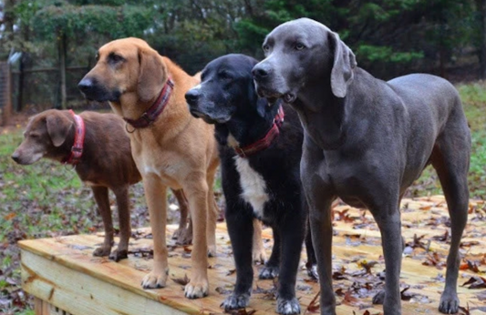 What is Desperate Dogs ?