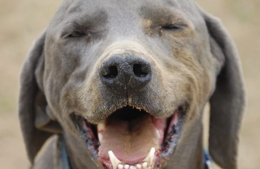 Stopping your dog digging