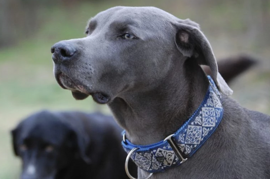 Human and Dog Behavior Modification….so many parallels