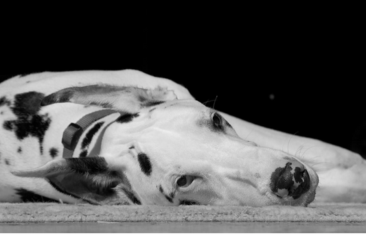 animal shelter misconceptions