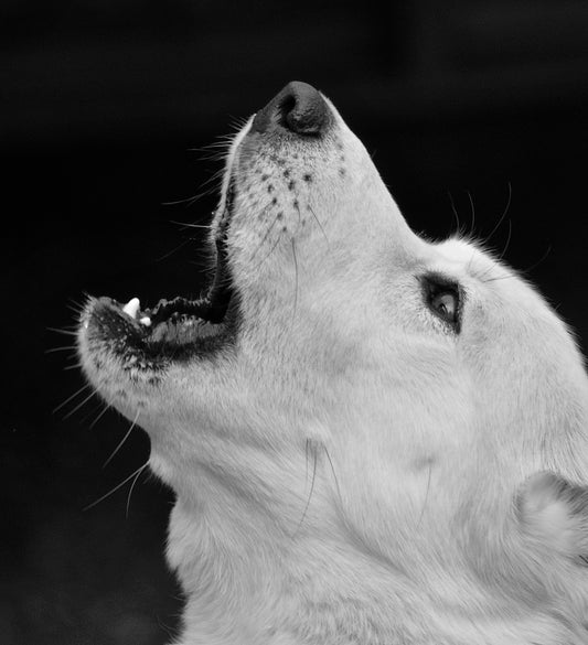 The One About Kennel Cough...