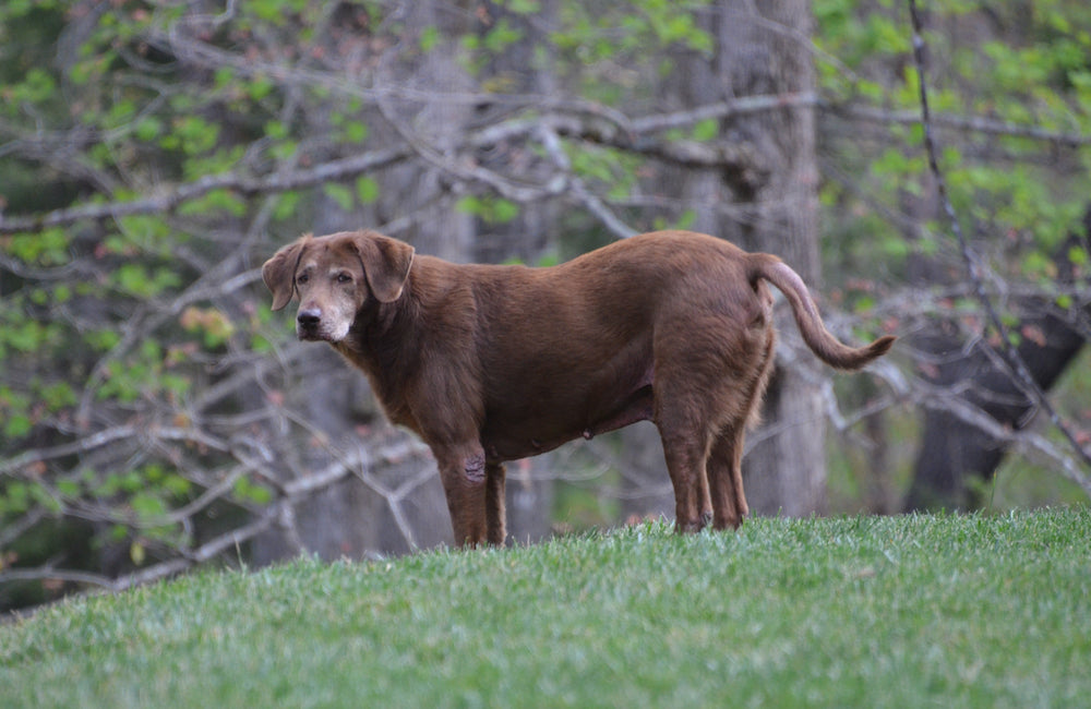 The REAL Reason We Grieve For Our Dogs