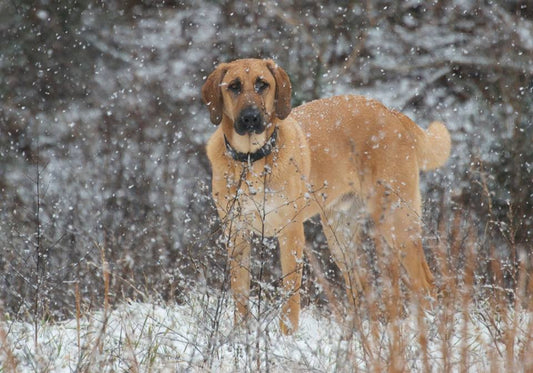 The Importance Of Walking Your Dog In Winter