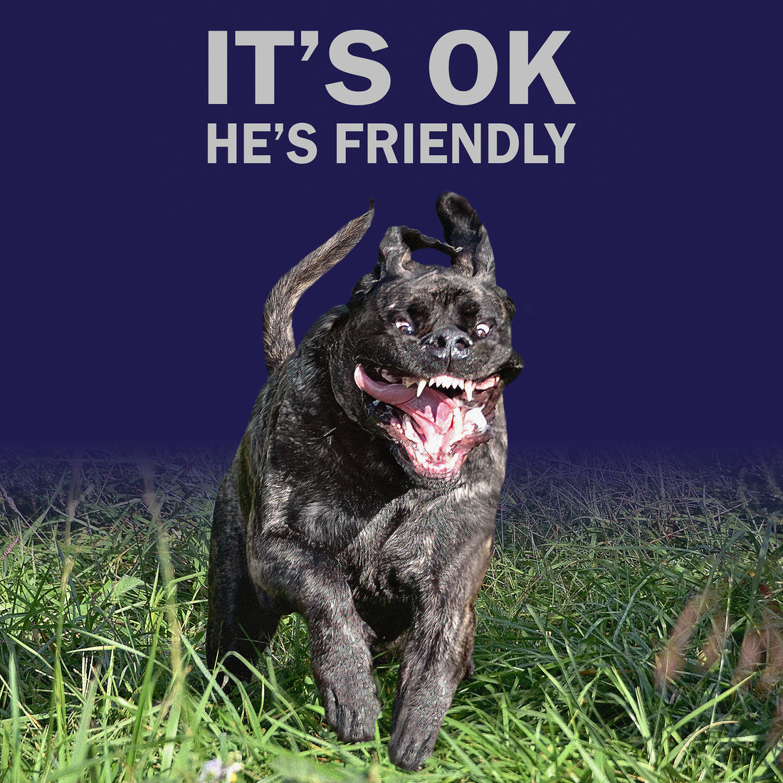It's OK, He's Friendly