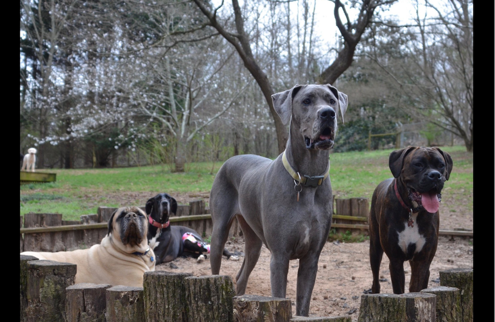 Defenders Of The Realm