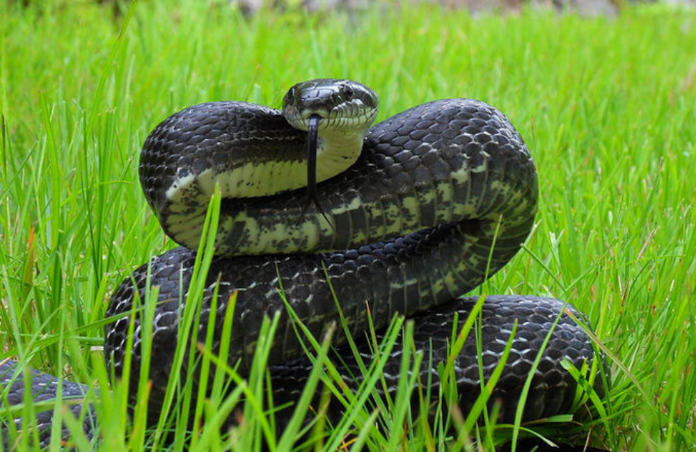 The One About Snakes