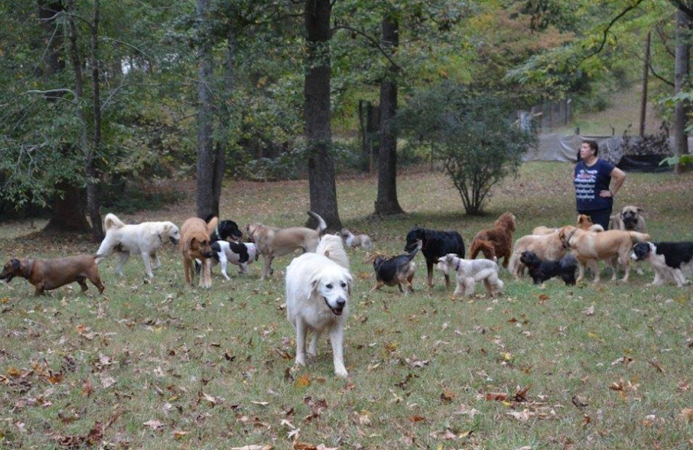 The Big Problem With Little Dogs