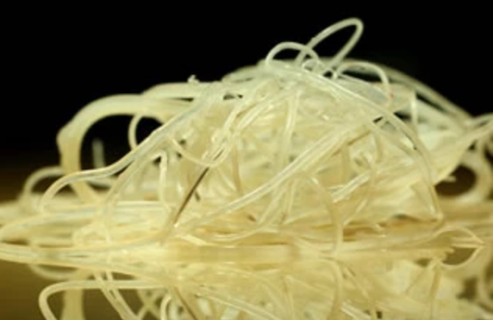 the one about heartworm