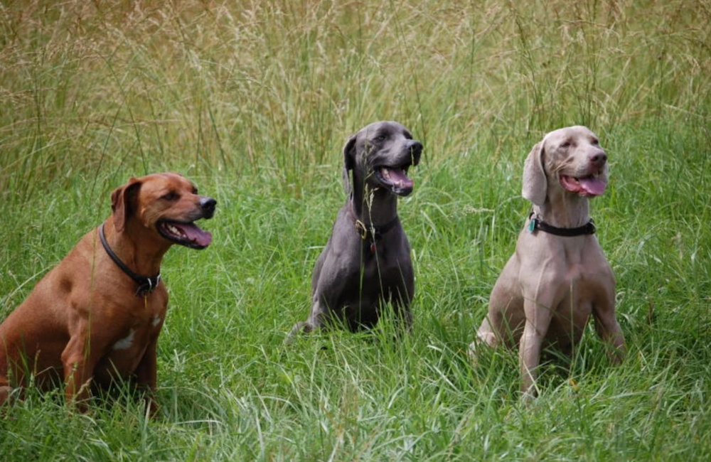 Great Plains an alternative preferred dog food