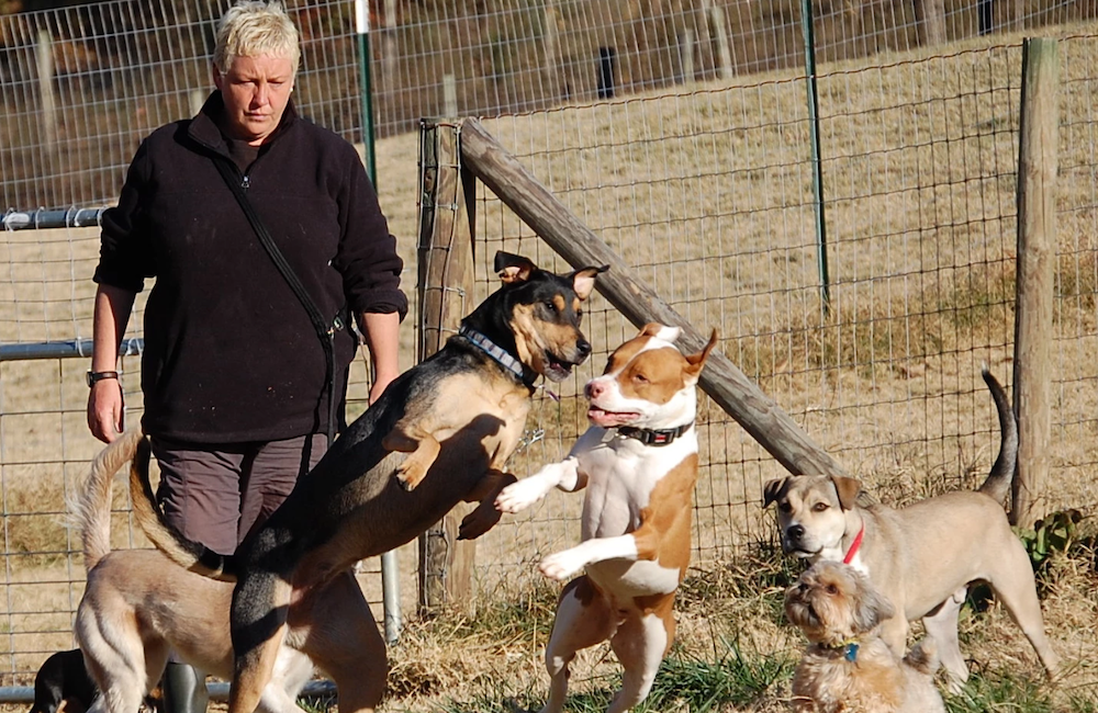 The Desperate Dogs Guide To The Dog Park