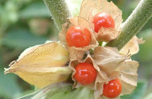 Ashwagandha