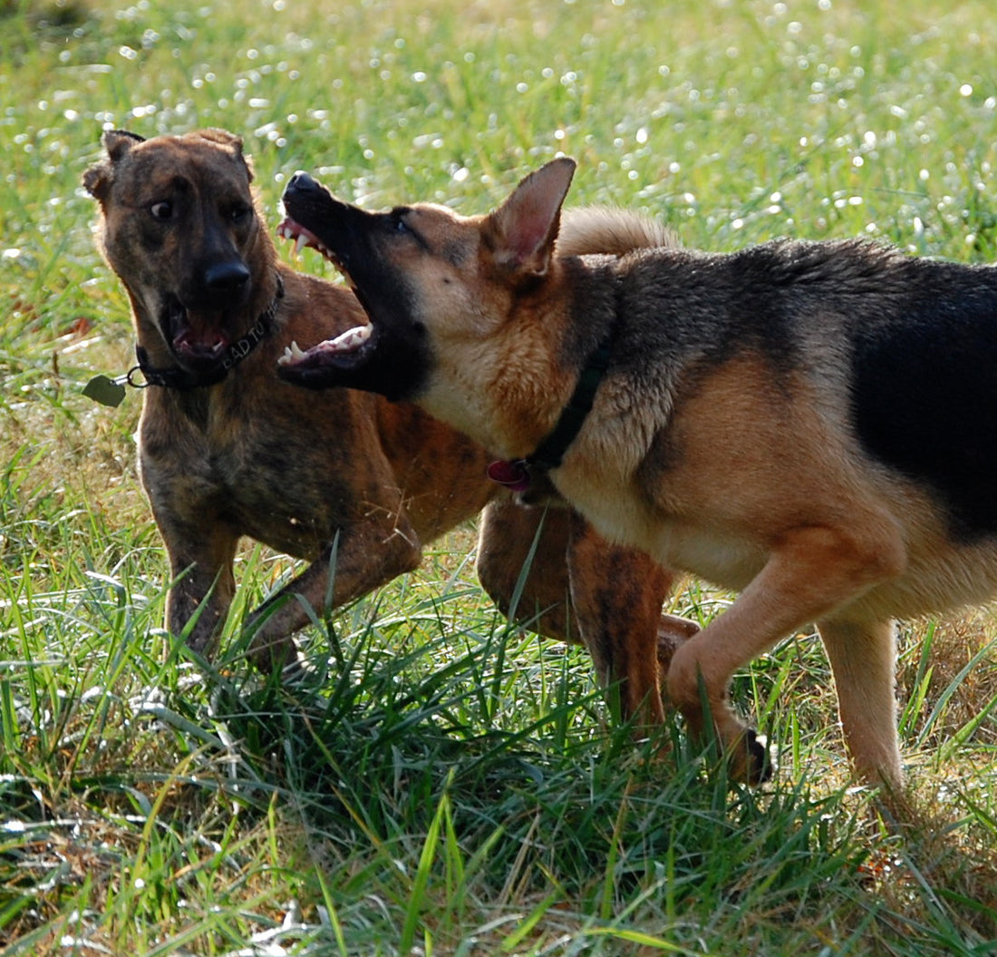 How to stop a dog fight