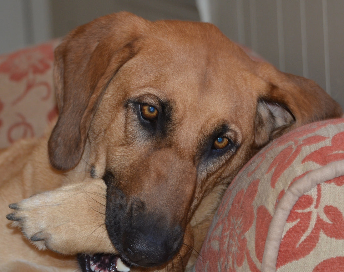 Why Does My Dog Growl?