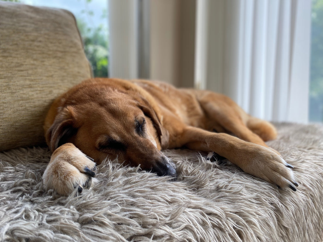 How To Calm Your Dog During Fireworks