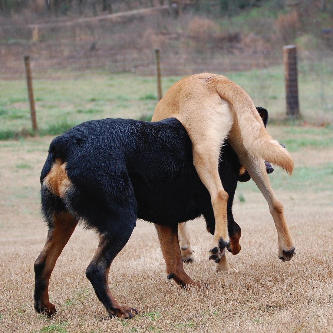 Why Does My Dog Continually Jump Up On Me?