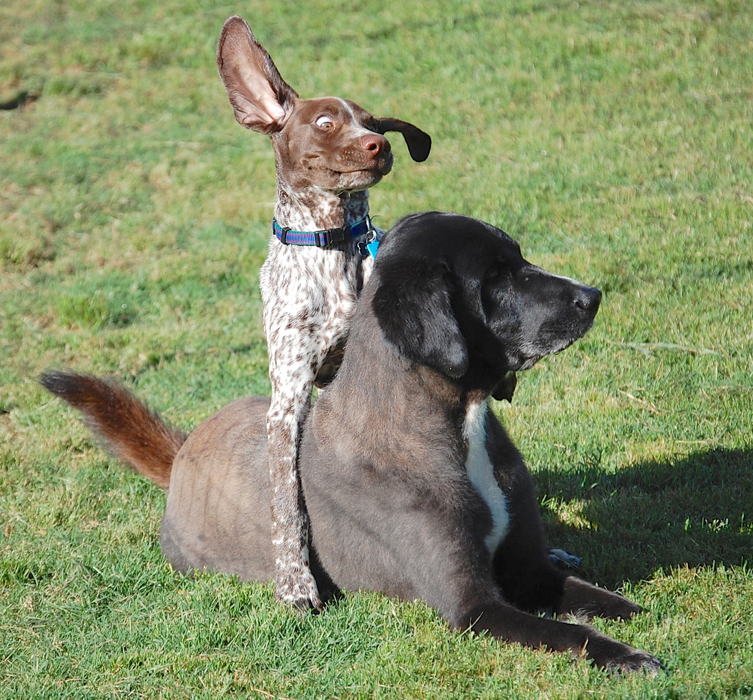 Help my dogs are fighting and I don't know what to do...